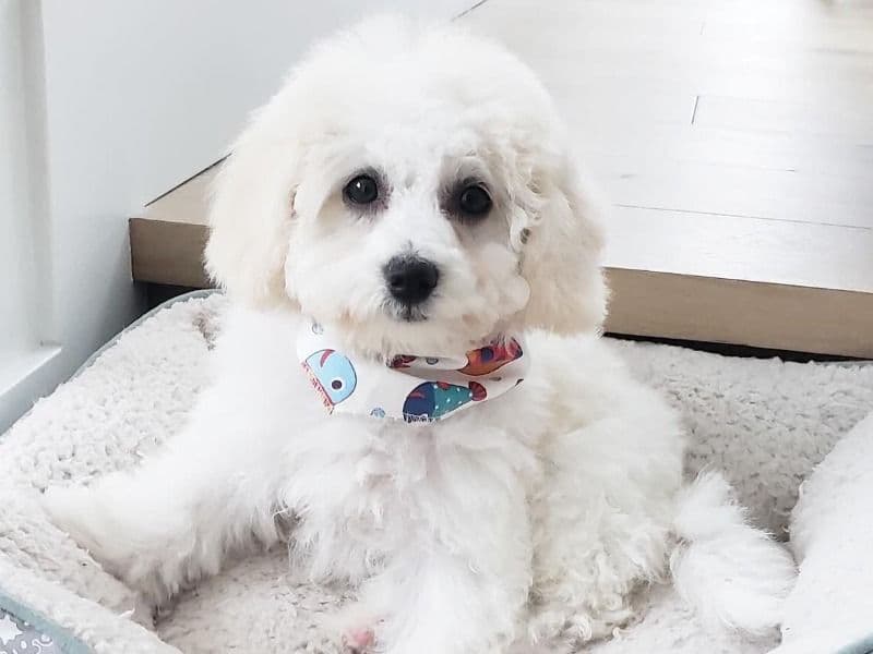 Maltese 9 months old male small named Oreo for breeding in Edmonton, Alberta | Petmeetly