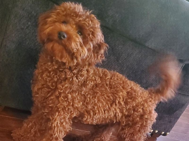 Cavapoo (Cavadoodle) 1 year 3 months old male medium named Tangoh for breeding in Baltimore, Maryland | Petmeetly