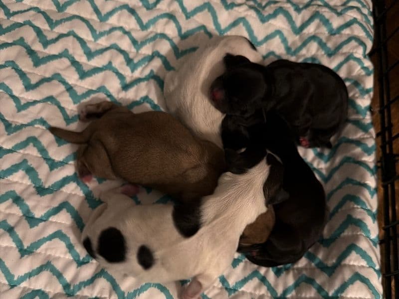 Bichon Frise Less than 1 month old female small named Litter Of Puppies Mix Of Boy And Girls (price Set For Each) for sale in Hudson County, New Jersey | Petmeetly