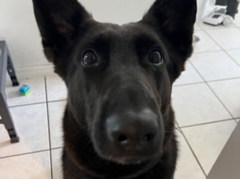 Black German Shepherd 4 years old female large named Star for adoption in Butler County, Ohio | Petmeetly