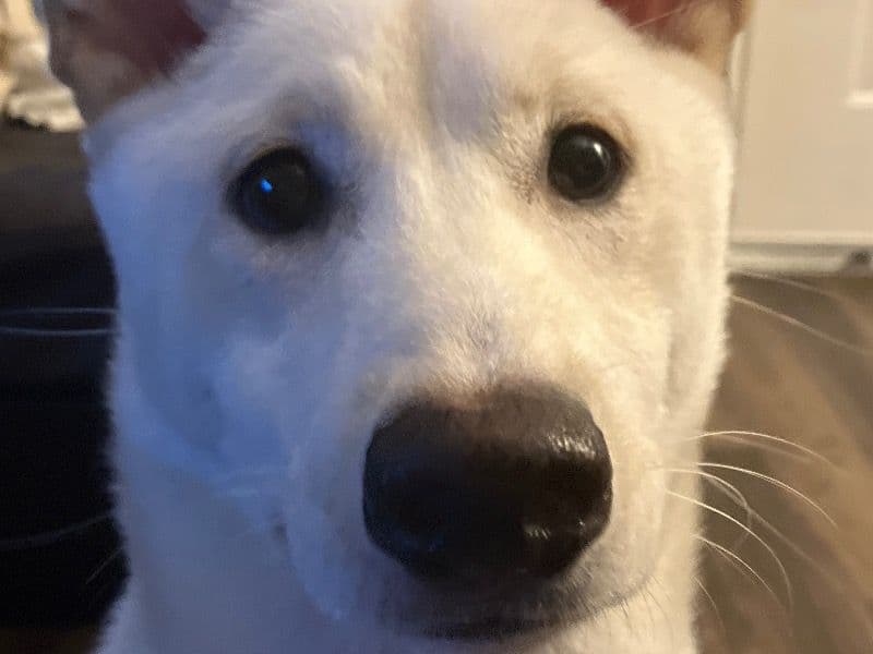 Shiba Inu 10 months old female medium named Akari for breeding in Bexar County, Texas | Petmeetly