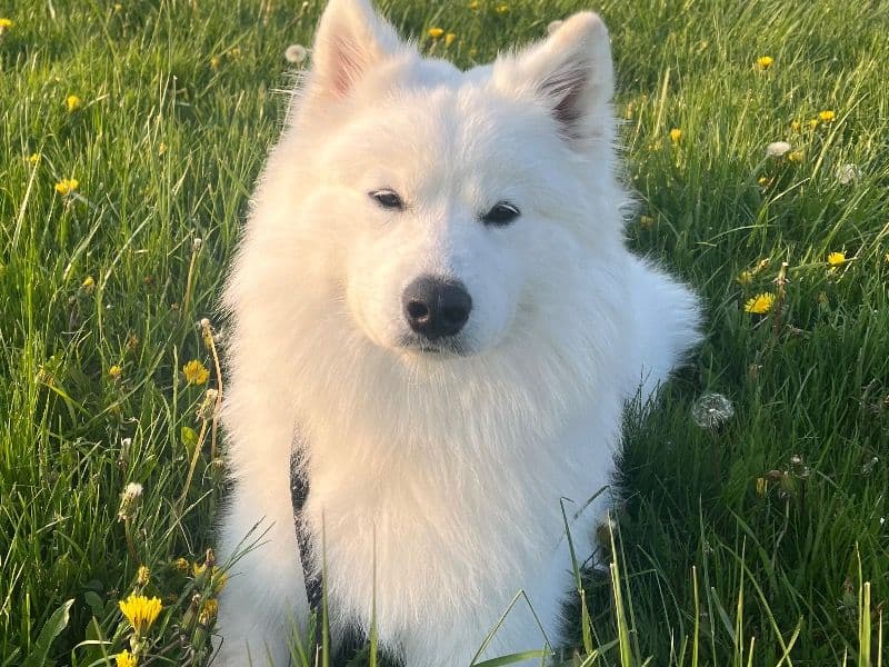 Samoyed 3 years 7 months old male medium named Codah for breeding in Toronto, Ontario | Petmeetly