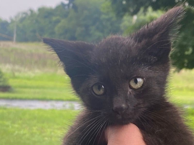 American Shorthair 6 months old male named Does Not Have One for breeding in Barry County, Michigan | Petmeetly