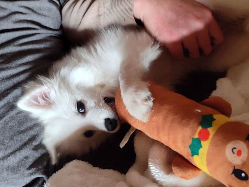 American Eskimo 1 year 4 months old female small named Sugar for breeding in Angelina County, Texas | Petmeetly