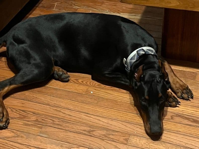 Doberman 6 months old male large named Ares for breeding in Hamilton, Ontario | Petmeetly