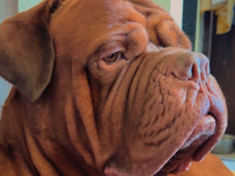 Dogue de Bordeaux 4 years 5 months old male medium named Logan for breeding in Konkan Division, Maharashtra | Petmeetly