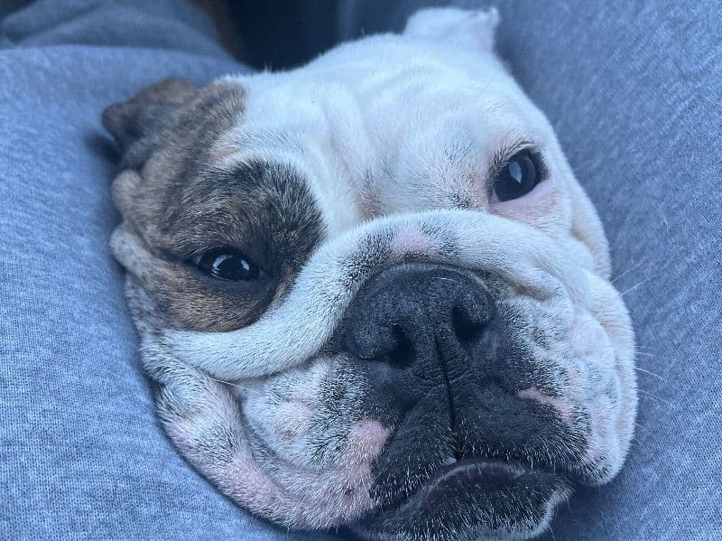Old English Bulldog 2 years 7 months old female small named Concha for breeding in Prince William County, Virginia | Petmeetly