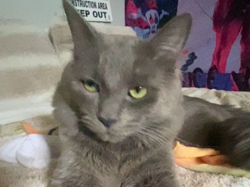 Nebelung 1 year 2 months old male named Von for sale in Regional Municipality of Niagara, Ontario | Petmeetly