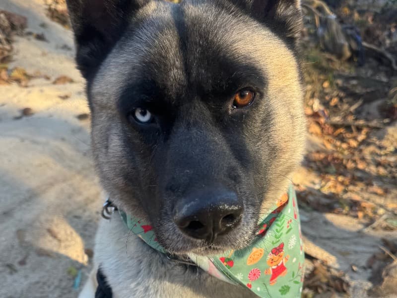 Akita 3 years 8 months old male large named Rocky for breeding in DeKalb County, Georgia | Petmeetly