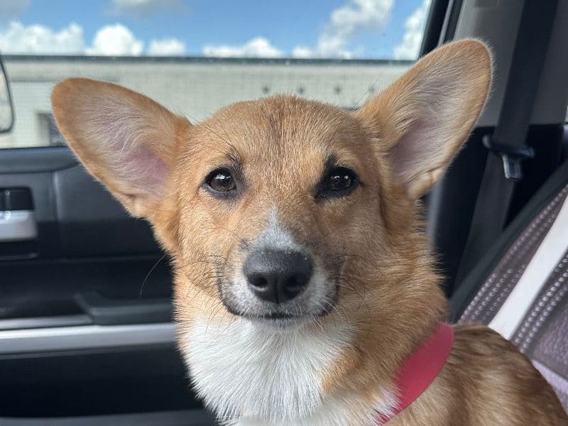 Corgi 1 year 4 months old female medium named Ethel for breeding in Jasper County, Missouri | Petmeetly