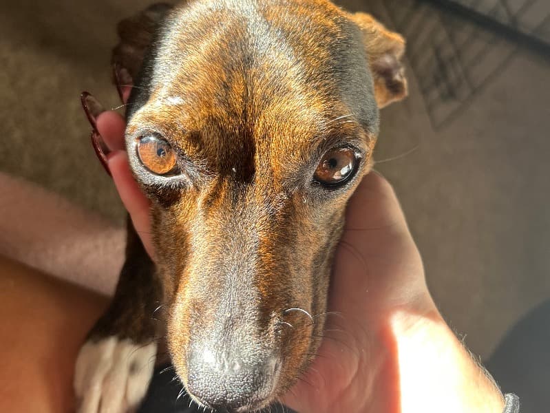 Dachshund 1 year 7 months old female small named Princess for adoption in Nassau County, New York | Petmeetly