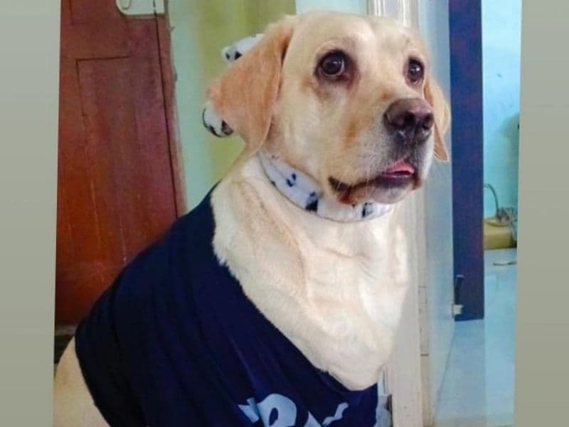 Labradoodle 3 years 4 months old female medium named Rosey for breeding in Bangalore Division, Karnataka | Petmeetly