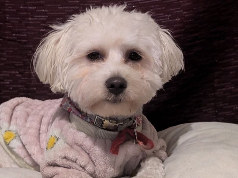 Maltipoo 2 years 9 months old female small named Ellie for breeding in Riverside County, California | Petmeetly