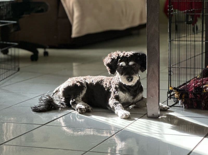 Maltipoo 1 year 10 months old male medium named Beans for sale in Los Angeles County, California | Petmeetly