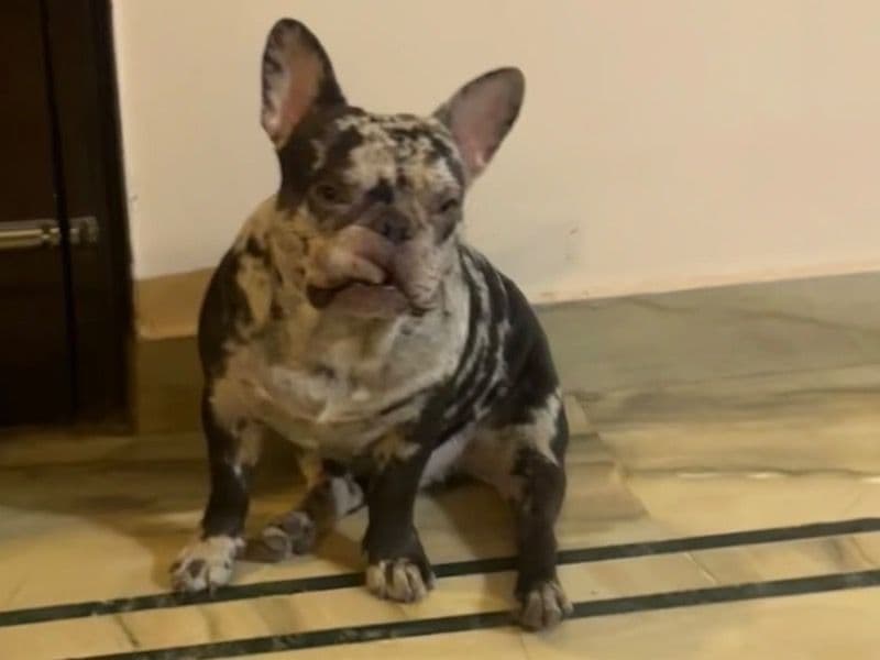 Frenchie Pug (Frug) 1 year 7 months old male small named Oreo for breeding in Delhi Division, Delhi | Petmeetly