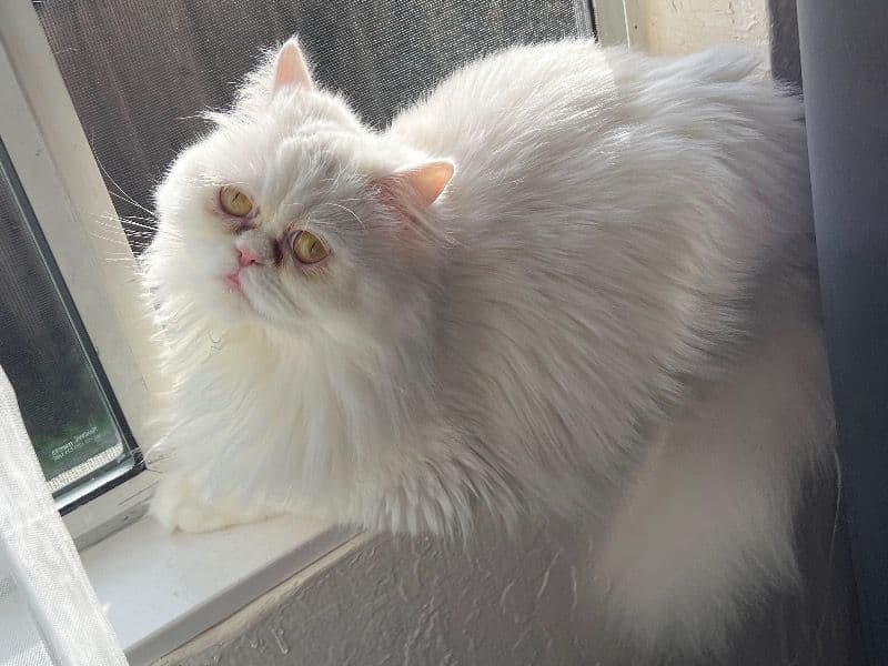 Persian 2 years old female named Tufi for breeding in Santa Clara County, California | Petmeetly