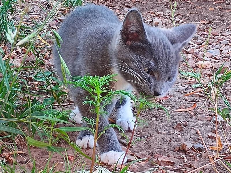Nebelung 8 months old male named Haus & Darcy for sale in Pima County, Arizona | Petmeetly