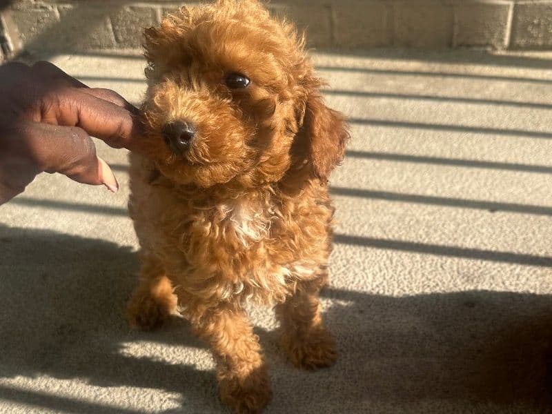 Toy Poodle 1 year 6 months old male small named James for breeding in Fredericksburg, Virginia | Petmeetly