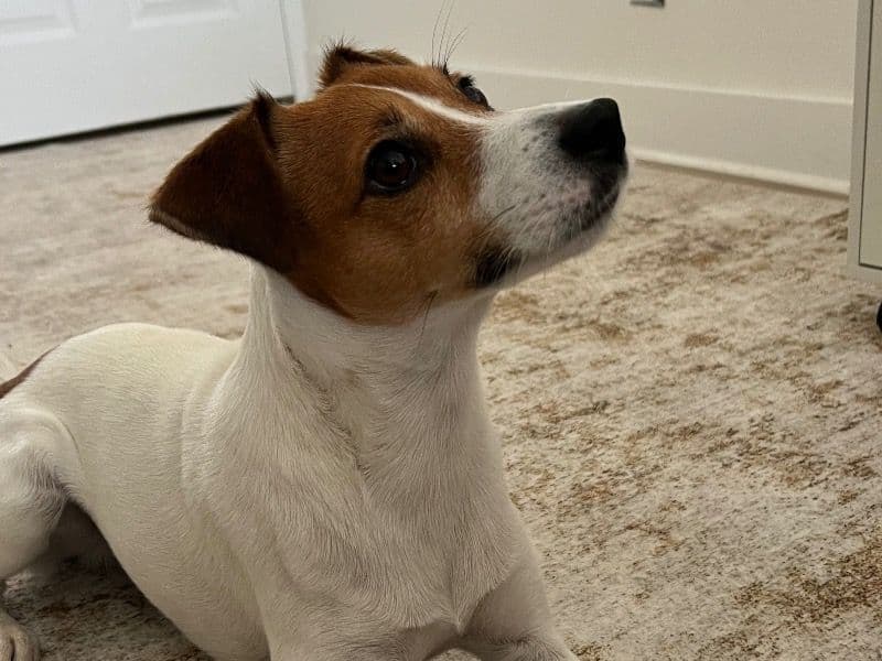 Jack Russell Terrier 5 years 5 months old male small named Oyster for breeding in Los Angeles County, California | Petmeetly
