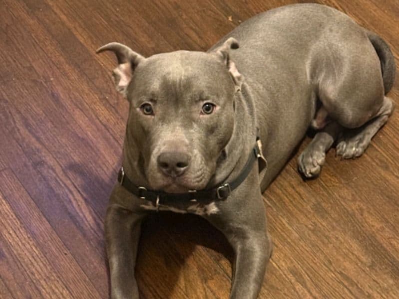 American PitBull Terrier 1 year old male large named Blue for breeding in Cook County, Illinois | Petmeetly