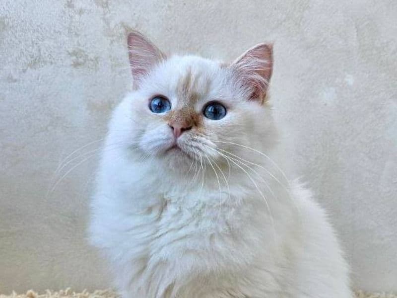 Siberian 8 months old male named Atlas for sale in Нью-Йорк, Нью-Йорк | Petmeetly