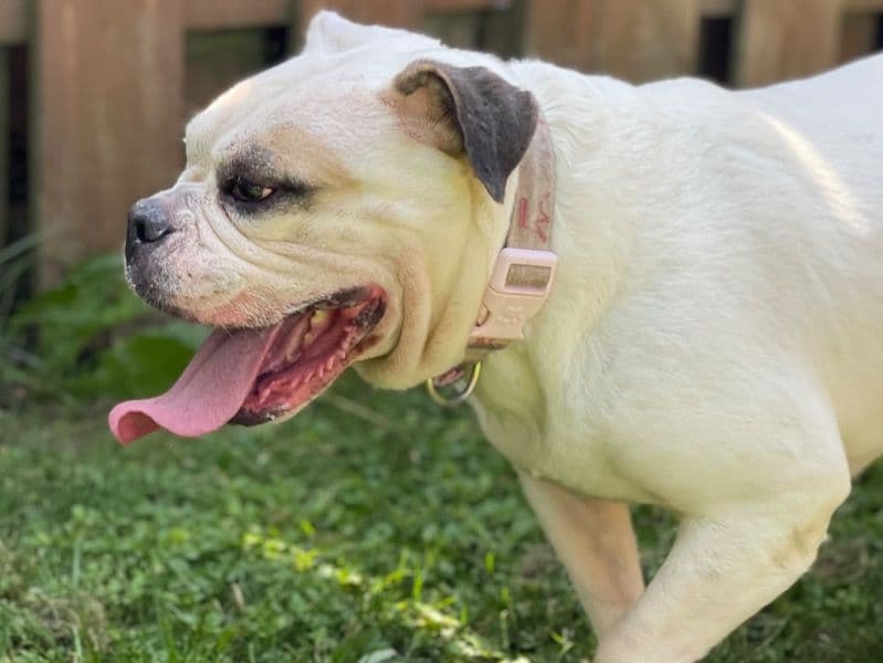 American Bulldog 5 years 9 months old female medium named Cookie for breeding in Toronto, Ontario | Petmeetly