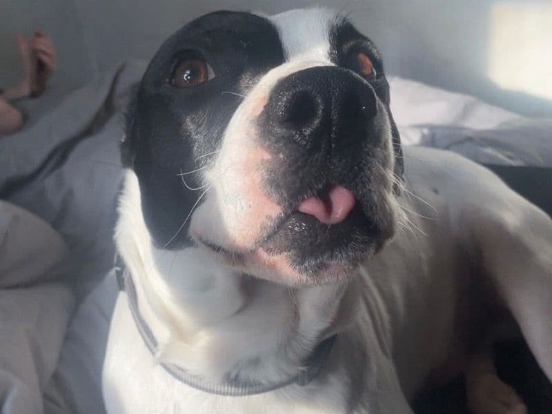 American Staffordshire Terrier 2 years 11 months old male medium named Tucker for breeding in South Gloucestershire, England | Petmeetly