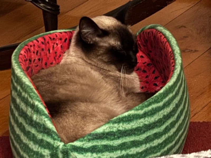 Applehead Siamese 1 year 1 month old female named Pippa for breeding in Essex County, Ontario | Petmeetly