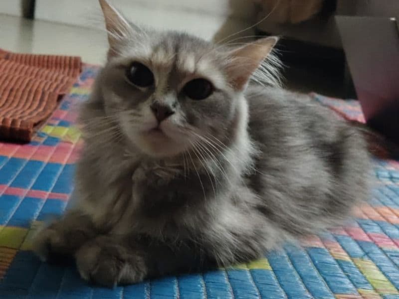 Persian 3 years old female named Clovi for breeding in Pune Division, Maharashtra | Petmeetly