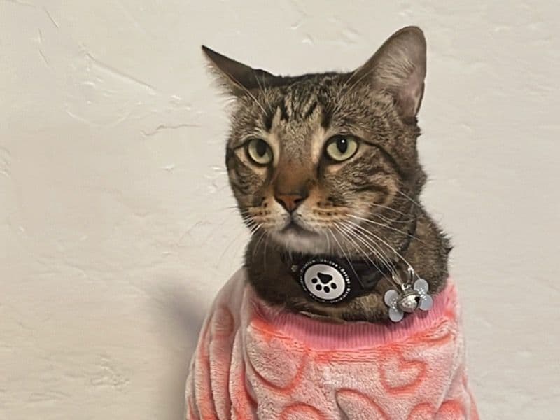 European shorthair 4 years 4 months old male named Gon for breeding in Toronto, Ontario | Petmeetly