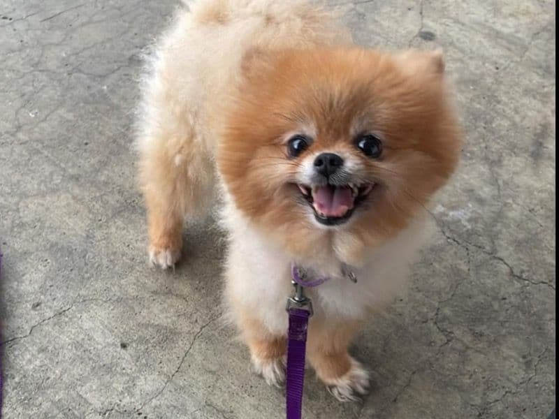 Pomeranian 3 years 6 months old female small named Prissy for sale in Franklin County, Ohio | Petmeetly