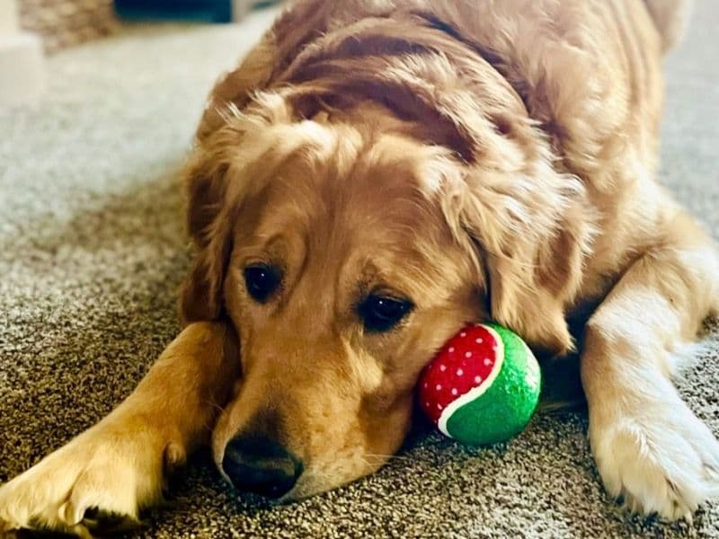 Gunnar primary photo