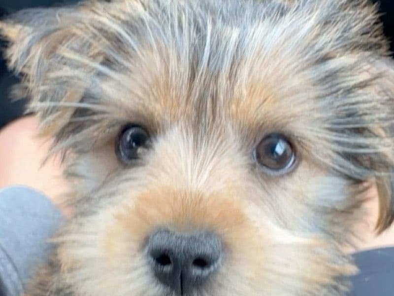 Afador 3 months old female small named Rosie for sale in Kern County, California | Petmeetly