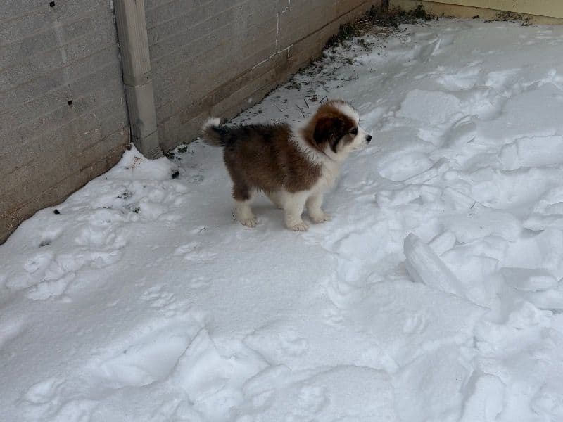 Australian Shepherd 6 months old male medium named Butter for breeding in Christian County, Kentucky | Petmeetly