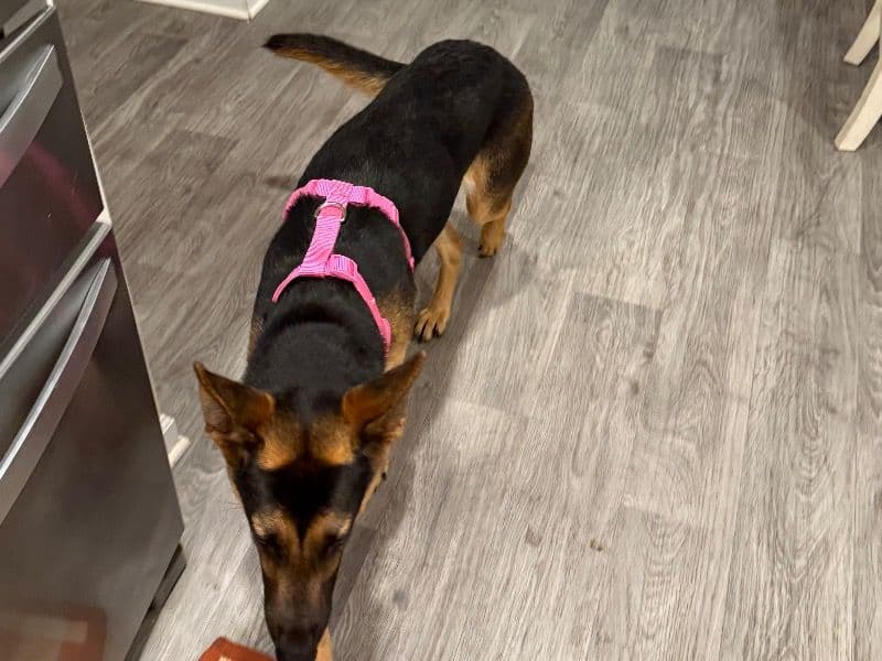 Black German Shepherd 1 year 2 months old female medium named Echo for breeding in Gaston County, North Carolina | Petmeetly