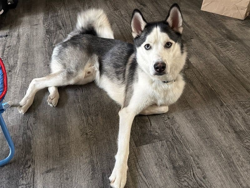 Max - Siberian Husky | Petmeetly