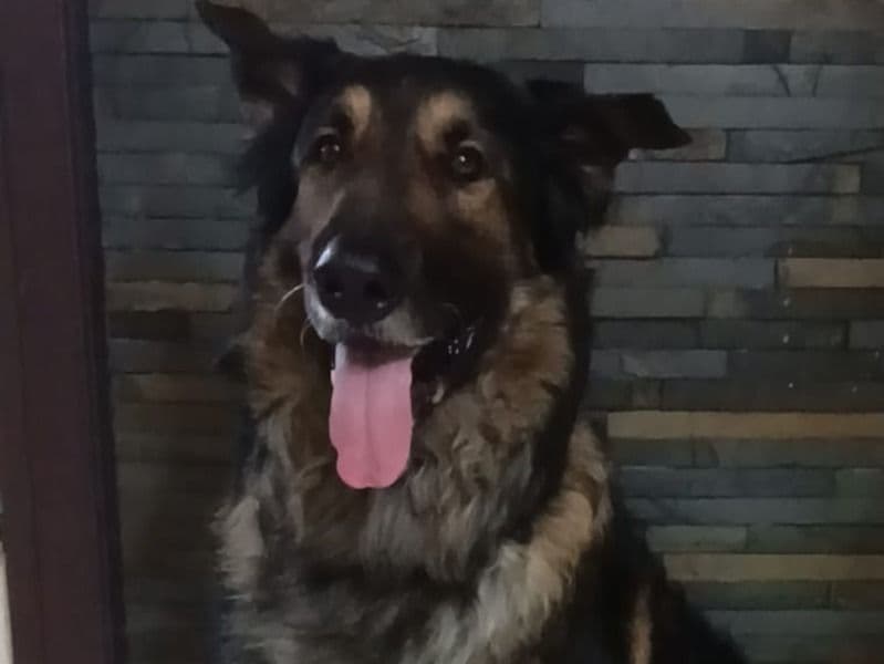 Sable German Shepherd 3 years old male large named Spidey for breeding in Mannivakkam, Tamil Nadu | Petmeetly
