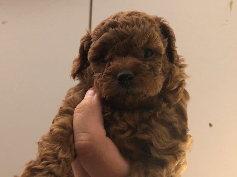 Toy Poodle 1 month old male small named Brownie for sale in Ventura County, California | Petmeetly