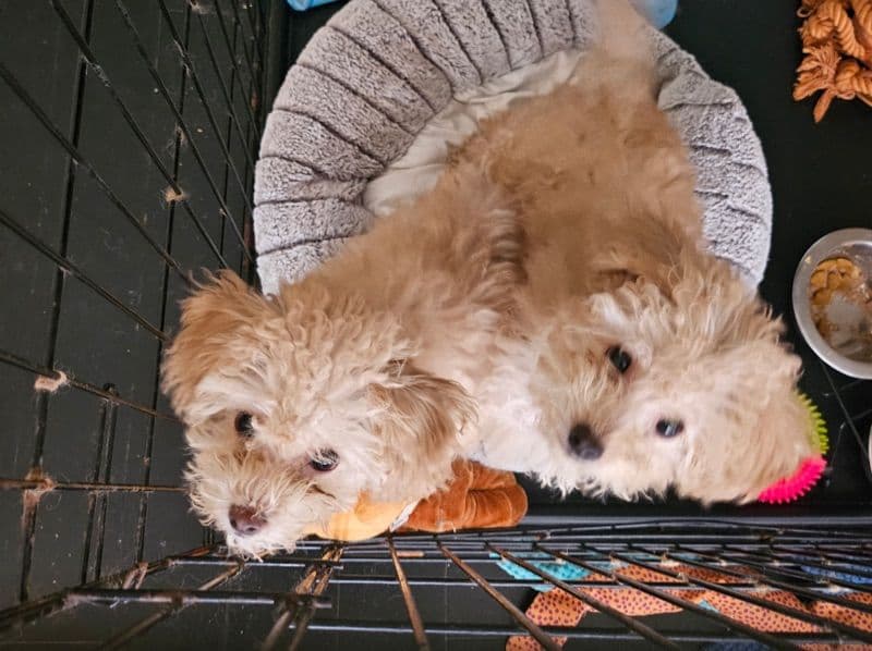 Simba - Toy Poodle | Petmeetly