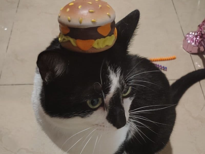 Tuxedo Cat 2 years old male named Biscuit for sale in Broward County, Florida | Petmeetly