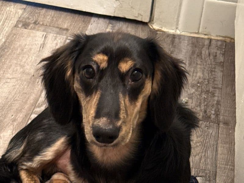 Miniature Dachshund 1 year 1 month old male small named Astro for breeding in Tarrant County, Texas | Petmeetly