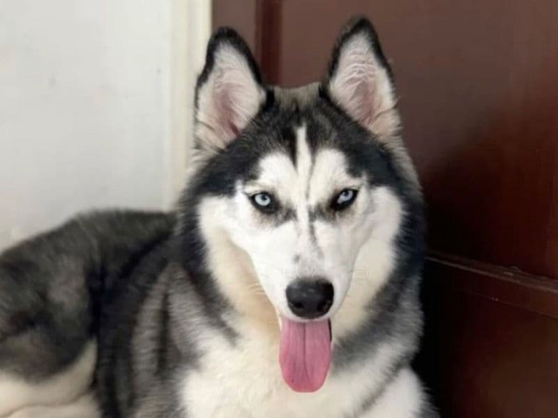 Samoyed 2 years old female medium named Sadie🌹 for adoption in Sacramento County, California | Petmeetly