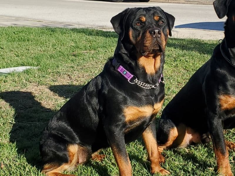German Rottweiler 4 years 5 months old female large named Bella for breeding in Bexar County, Texas | Petmeetly