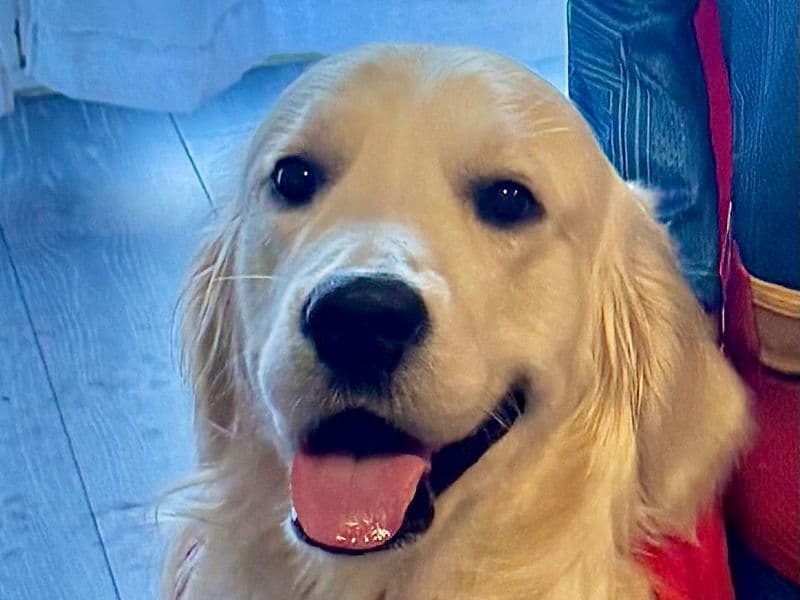 English Golden Retriever 1 year 5 months old male large named Max for breeding in Condado de Miami-Dade, Florida | Petmeetly