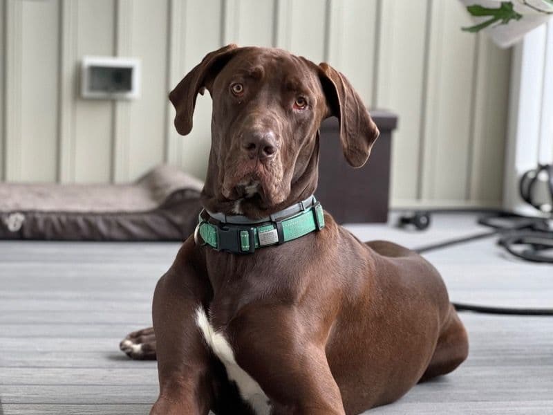 Great Dane 2 years 7 months old male extra large named Darwin for breeding in Brunswick County, North Carolina | Petmeetly