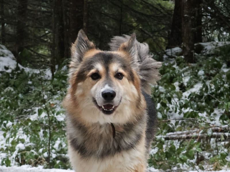 German Shepherd 4 years 11 months old male large named Eurus(yuri) for adoption in Pierce County, Washington | Petmeetly