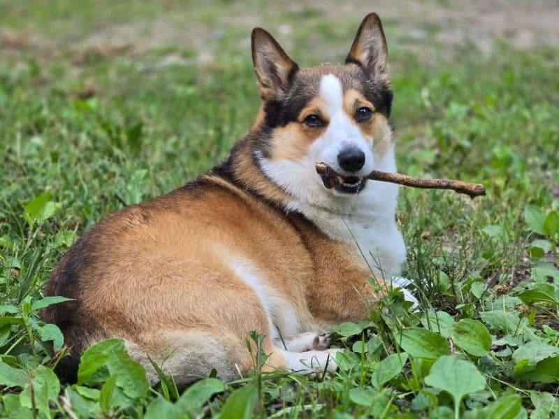Corgi 5 years 4 months old male medium named Zero for breeding in Macomb County, Michigan | Petmeetly