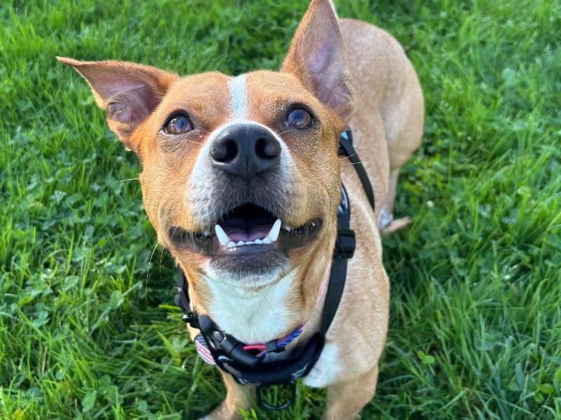 American PitBull Terrier 2 years old male medium named Pablo for breeding in Sacramento County, California | Petmeetly