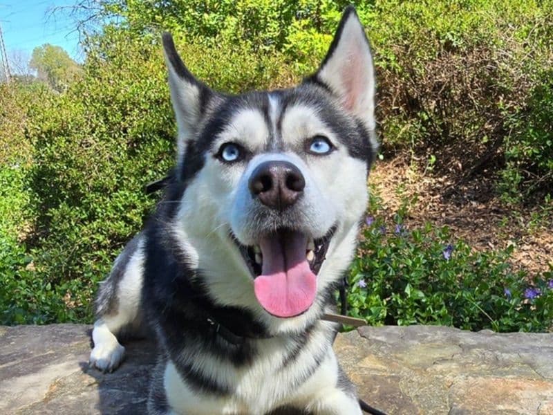 Husky 5 years 3 months old male medium named Blu for breeding in Alamance County, North Carolina | Petmeetly