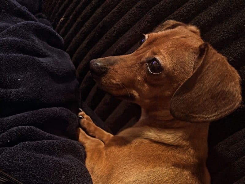 Miniature Dachshund 1 year 4 months old female small named Duchess for breeding in Denton County, Texas | Petmeetly